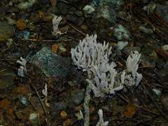 Clavaria cinerea