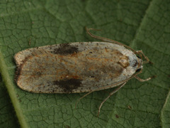Agonopterix nervosa