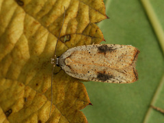 Agonopterix nervosa