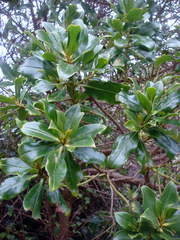 Myoporum semotum