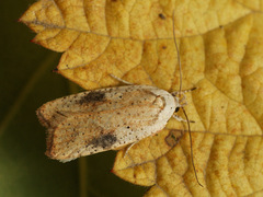 Agonopterix nervosa