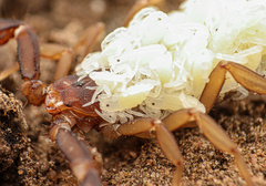 Pseudouroctonus apacheanus