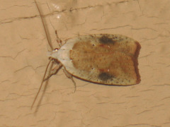 Agonopterix nervosa