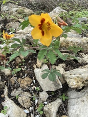Cochlospermum wrightii, photograph keithandringa, CC BY, iNaturalist via GBIF