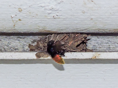 Eufriesea mexicana