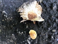 Pterocarpus acapulcensis