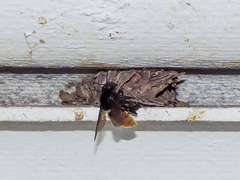 Eufriesea mexicana