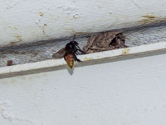 Eufriesea mexicana
