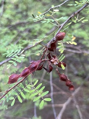 Mimosa texana