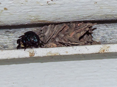 Eufriesea mexicana