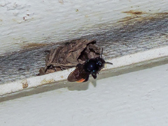 Eufriesea mexicana