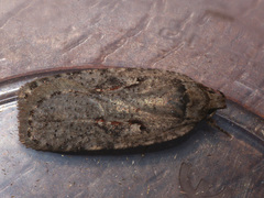 Agonopterix ocellana