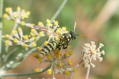 Polistes gallicus