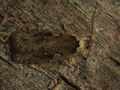 Agonopterix ocellana