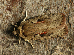 Agonopterix ocellana