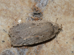 Agonopterix ocellana