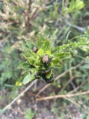 Popillia japonica