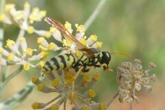 Polistes gallicus