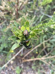 Popillia japonica
