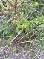 Popillia japonica