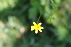 Ranunculus petiolaris