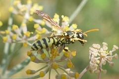 Polistes gallicus