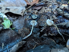 Myochromella boudieri