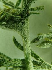 Matricaria discoidea