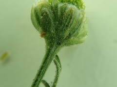 Matricaria discoidea