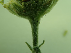 Matricaria discoidea