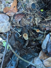 Myochromella boudieri