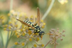 Polistes gallicus