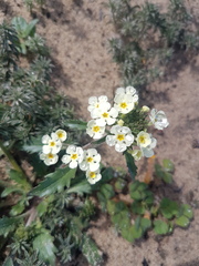 Manulea corymbosa