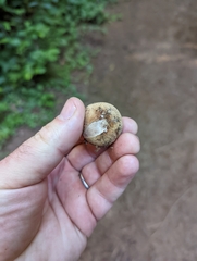 Handkea fumosa