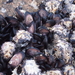 Purplish Bifurcate Mussel - Photo (c) Sunnetchan, some rights reserved (CC BY-NC-ND), uploaded by Sunnetchan