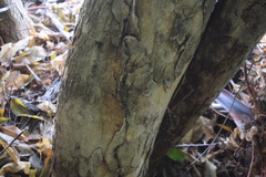 Pterocarpus acapulcensis