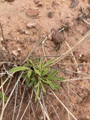 Sphaeralcea leptophylla