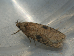 Agonopterix propinquella