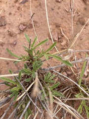 Sphaeralcea leptophylla