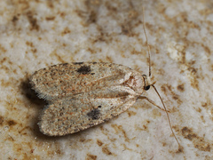 Agonopterix propinquella
