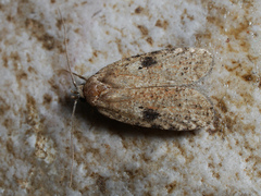 Agonopterix propinquella