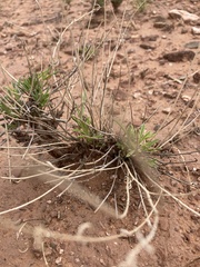 Sphaeralcea leptophylla