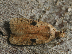 Agonopterix propinquella