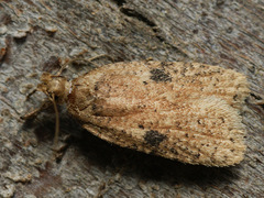 Agonopterix propinquella