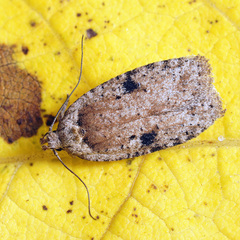 Agonopterix propinquella