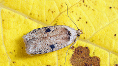 Agonopterix propinquella