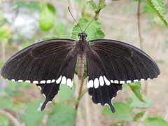 Papilio polytes