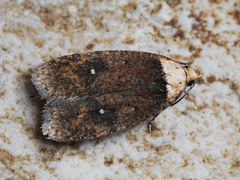 Agonopterix selini