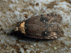 Agonopterix selini