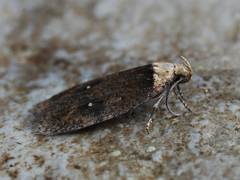 Agonopterix selini